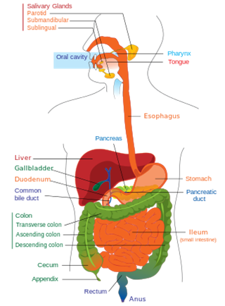Enhancing Digestive Powers