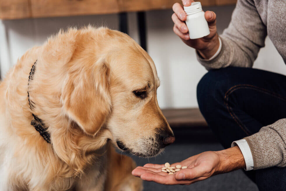 dog looking at pills